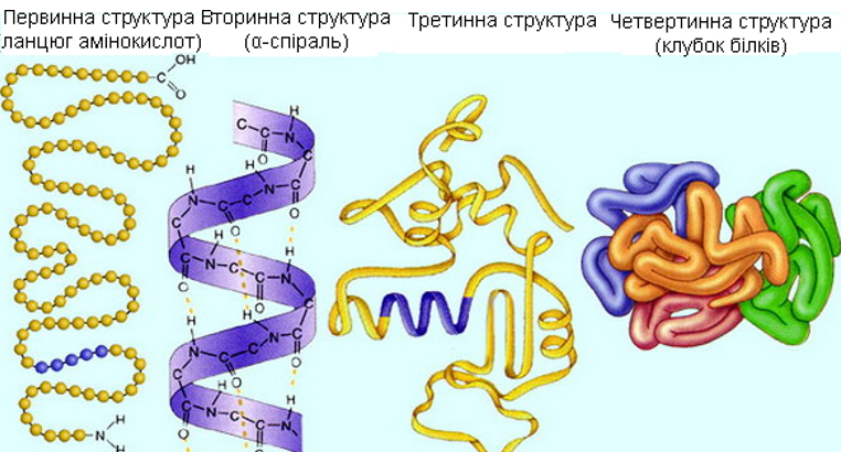 Структурна організація білків.png