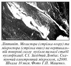 Ліптиніт.jpg