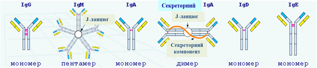 Схематична будова імуноглобулінів різних класів.png