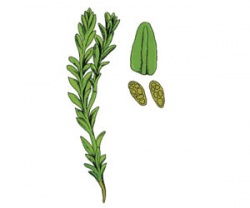 Anoectangium handelii.jpg