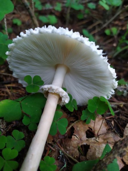 Файл:Leucoagaricus nympharum 3.jpg