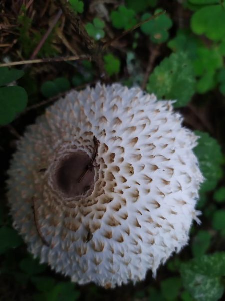 Файл:Leucoagaricus nympharum 4.jpg
