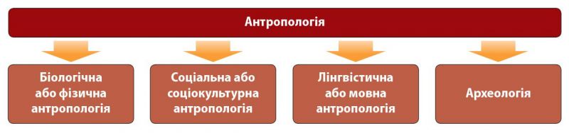 Файл:Антропологія(інфографіка).jpg