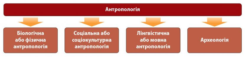 Антропологія(інфографіка).jpg