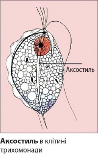 Акостиль.jpg