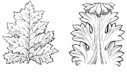 Acanthus (PSF).jpg