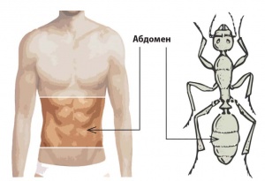 Абдомен.jpg