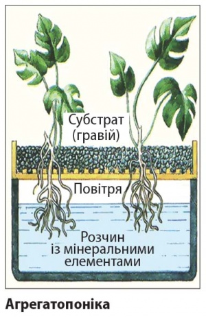 Агрегатопоніка.jpg