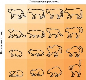 Агресивність кішка.jpg
