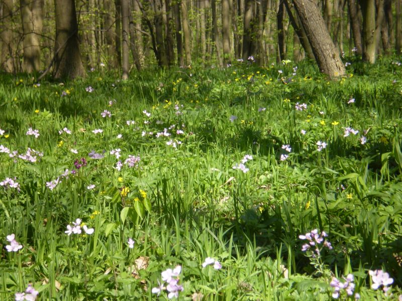 Файл:Грабова діброва в травні.JPG