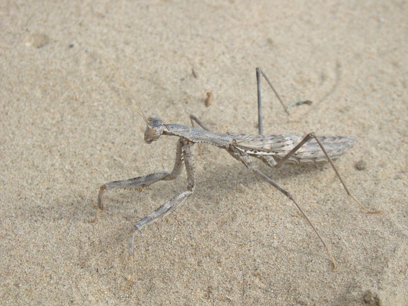 Файл:Bolivaria brachyptera.jpg