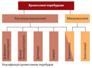 Аберації хромосом.jpg