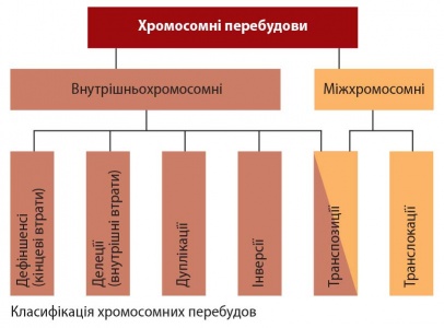 Аберації хромосом.jpg
