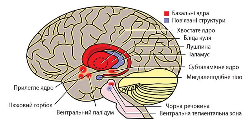 Файл:Базальні ядра.jpg