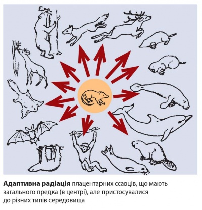 Адаптивна радіація.jpg