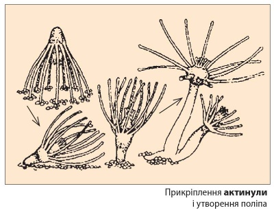 Актинула.jpg
