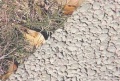 Мініатюра для версії від 00:01, 20 листопада 2017