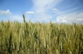 Мініатюра для версії від 04:42, 7 липня 2020