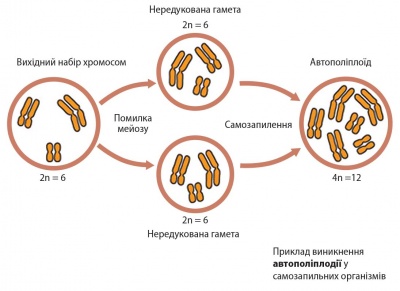 Автополіплодія.jpg
