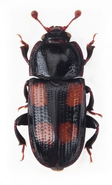 Файл:Блискітники Ipidia binotata.jpg