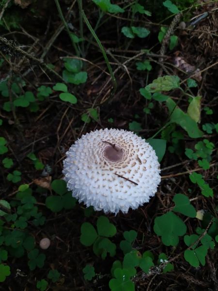 Файл:Leucoagaricus nympharum 1.jpg