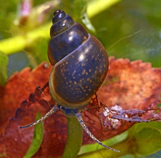Файл:Bithynia tentaculata.jpg