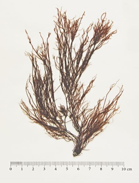 Файл:Анфельція (Ahnfeltia plicata).jpg