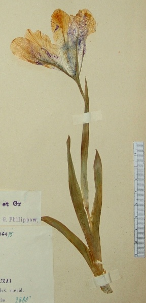 Файл:Iris alexeenkoi Grossh.jpg