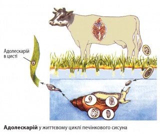 Адолескарій.jpg