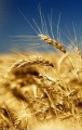 Мініатюра для версії від 15:01, 28 січня 2019