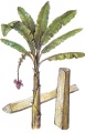 Абака.jpg
