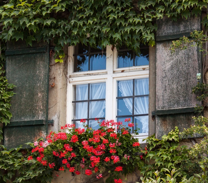 Файл:Ампельні рослини. Герань (Geranium peltatum).jpg