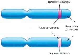 Алелі.jpg